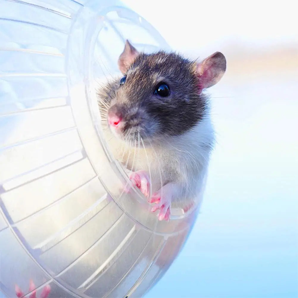 1/4PCS Transparent Acrylic Hamster Exercise Wheel Escape Proof Small Safe Portable Lightweight Multi Activity Pet Cage Design